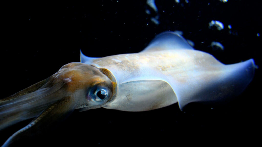 Close-Up Deep-Sea Squid: Ethereal Beauty on Dark Background Wallpaper