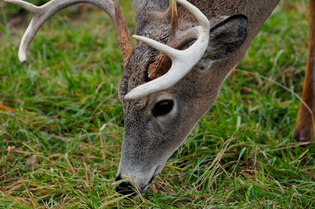 Close-Up Deer Grazing Wallpaper in Lush Natural Setting
