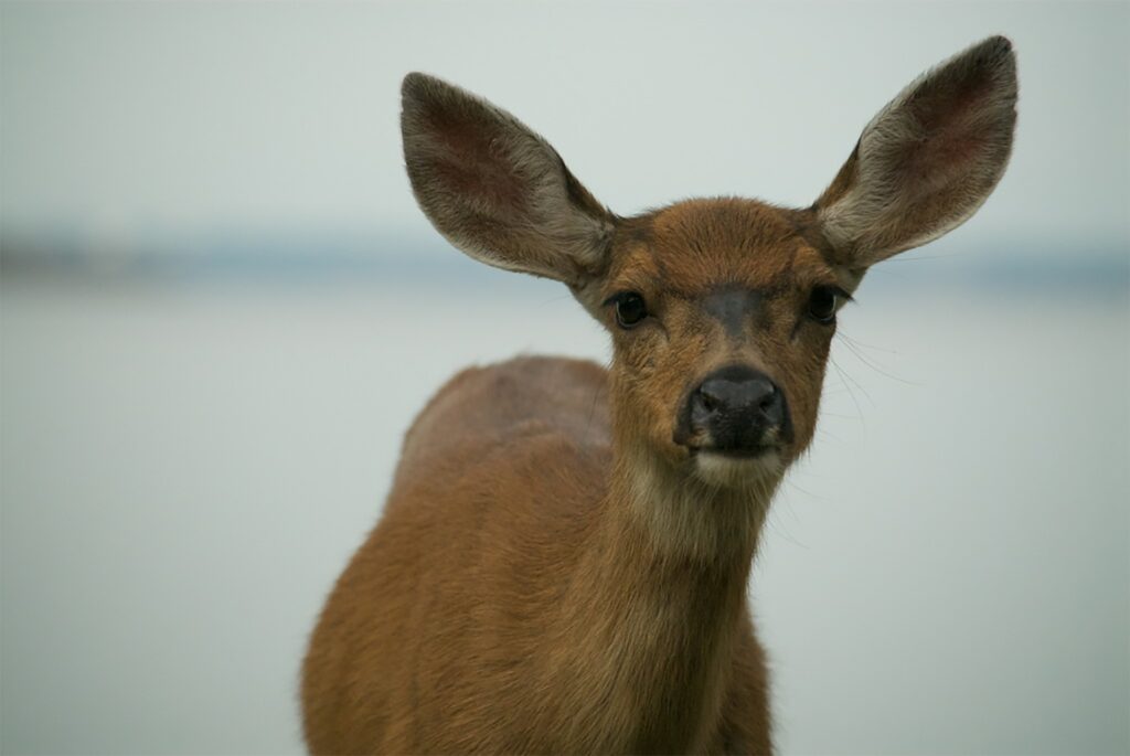 Serene Deer Close-Up Wallpaper: Gentle Muzzle & Alert Ears