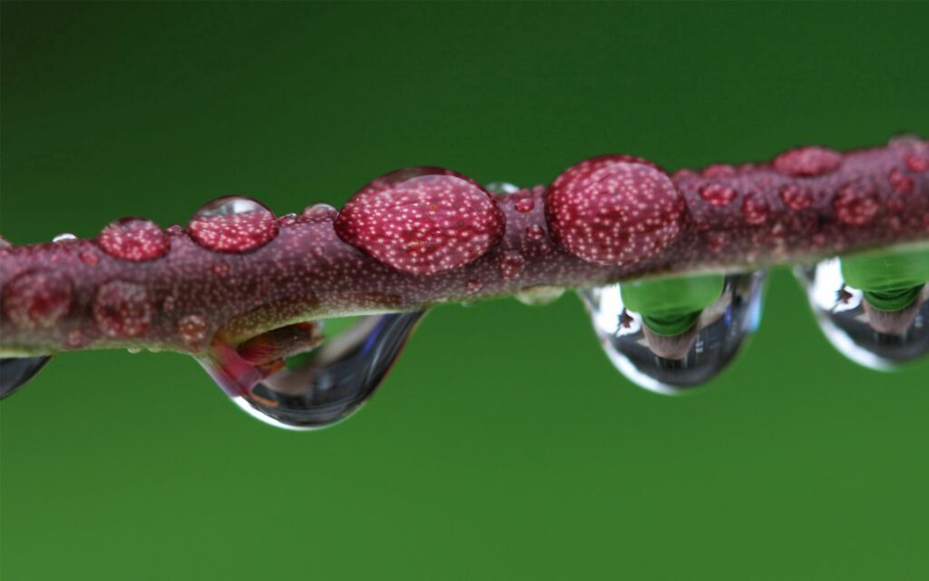 Close-Up Dew Drops on Branch - Vibrant Green Wallpaper Background