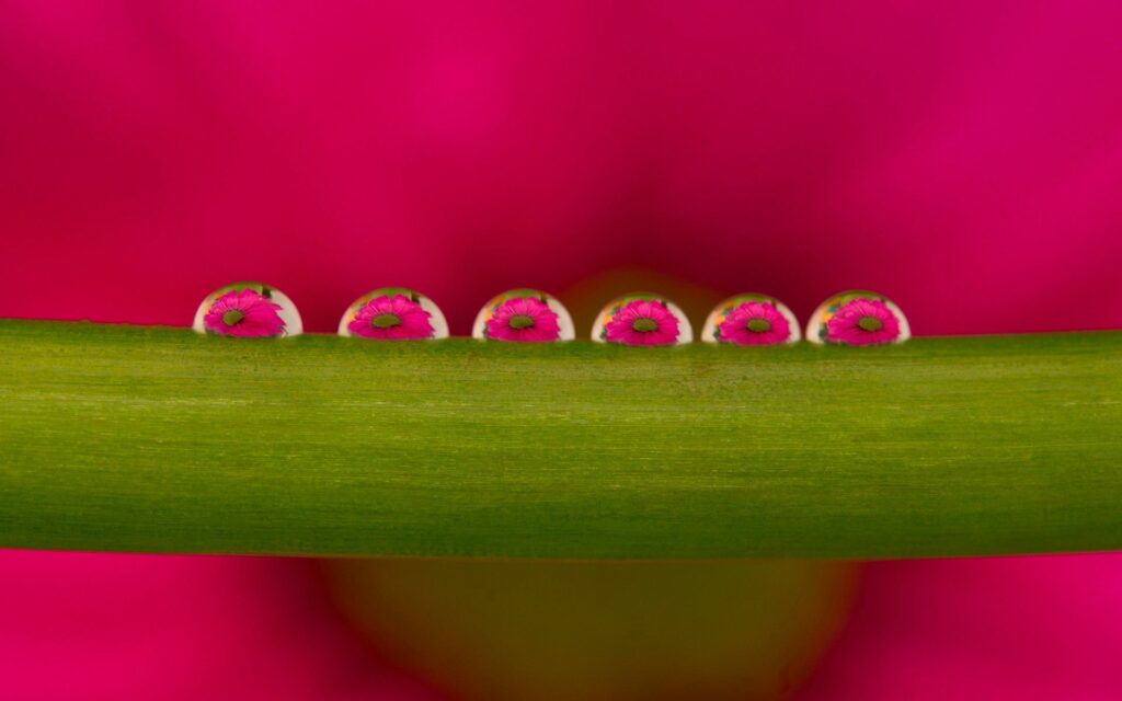 Vibrant Dew Drops on Green Stem Wallpaper - Floral Reflection