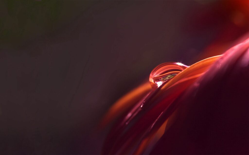 Vibrant Petal with Dewdrop: Soft Light and Gentle Shadows Wallpaper