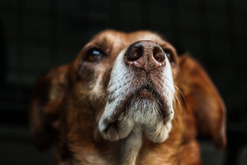 Close-Up Dog Wallpaper: Expressive Eyes & Distinctive Muzzle