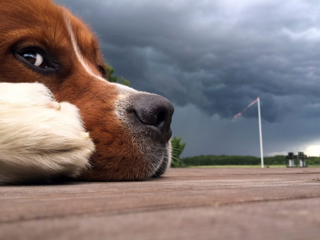 Close-Up Dog Face Wallpaper with Dramatic Cloudy Background