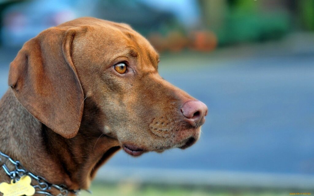 Close-Up Dog Wallpaper: Alert Expression & Rich Brown Fur