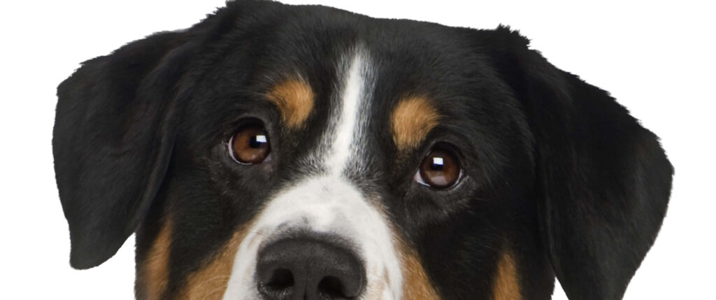 Close-Up of Dog's Expressive Eyes & Soft Fur Wallpaper Background