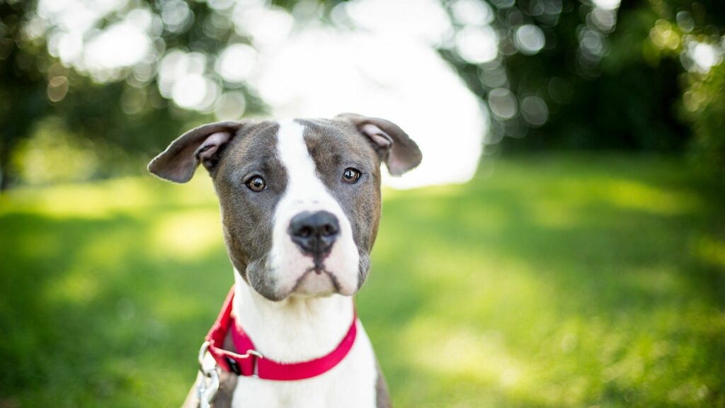 Close-Up Dog Wallpaper: Gentle Muzzle & Red Collar in Blurry Green