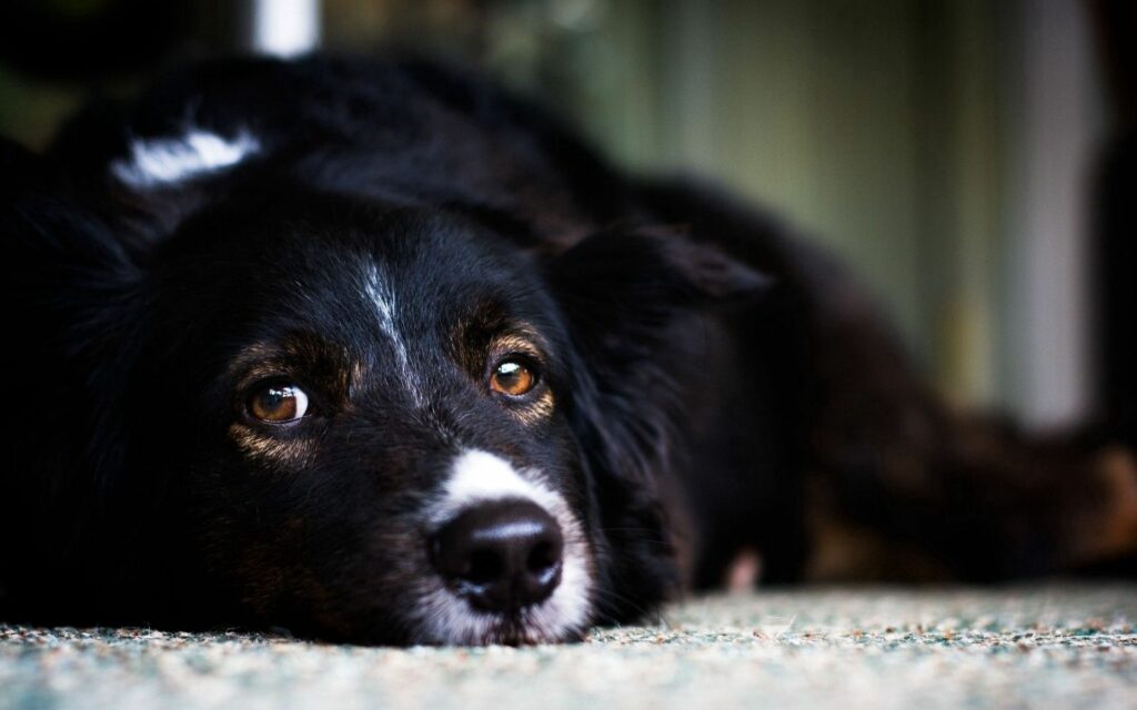 Emotive Dog Face Wallpaper: Soulful Eyes & Gentle Lighting