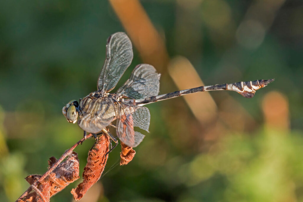 Close-Up Dragonfly Wallpaper: Delicate Wings on Dried Leaf Background