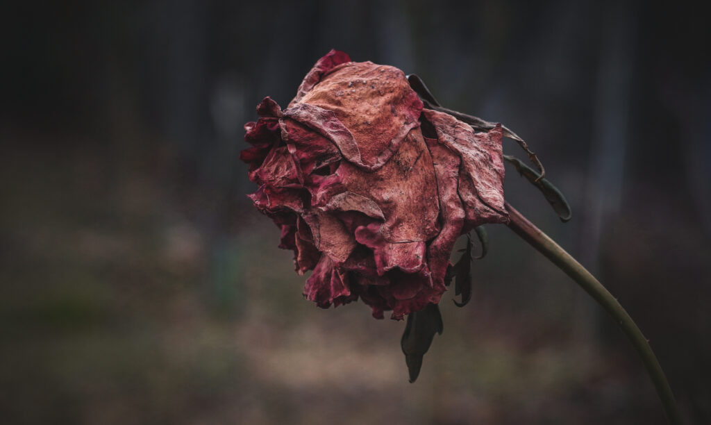 Close-Up of Dried Rose Against Blurred Autumn Background Textures Wallpaper