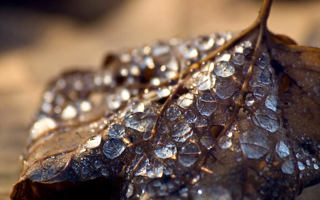 Close-Up of a Textured Dry Leaf with Water Droplets - Wallpaper