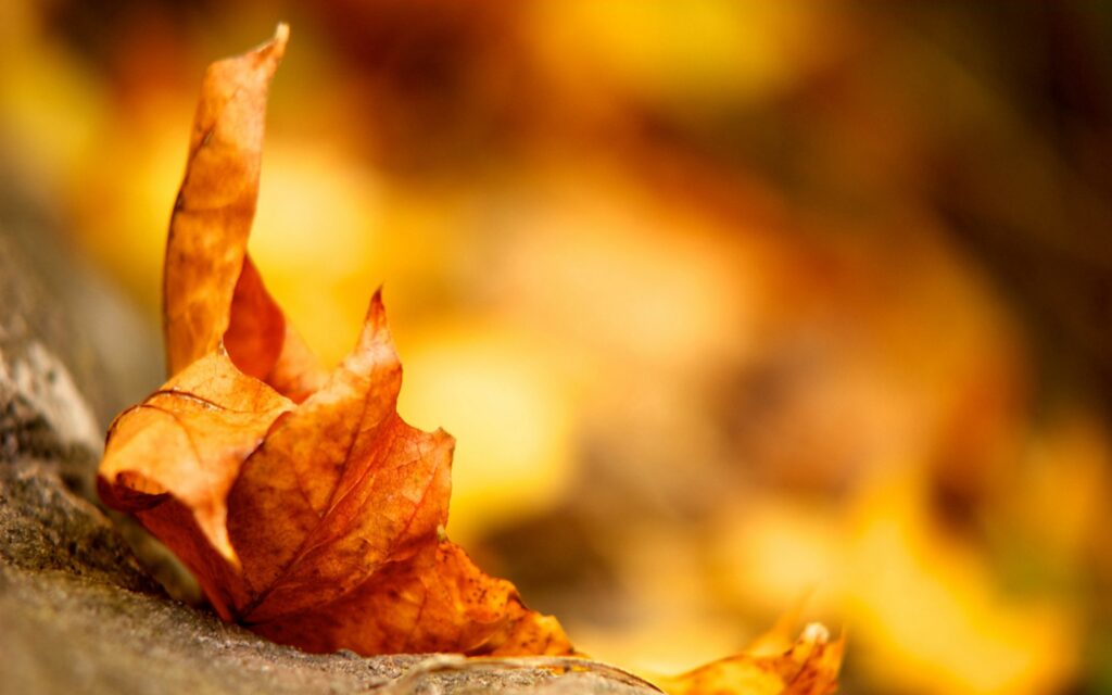 Autumn Bliss: Close-Up of a Dry Maple Leaf Wallpaper Background