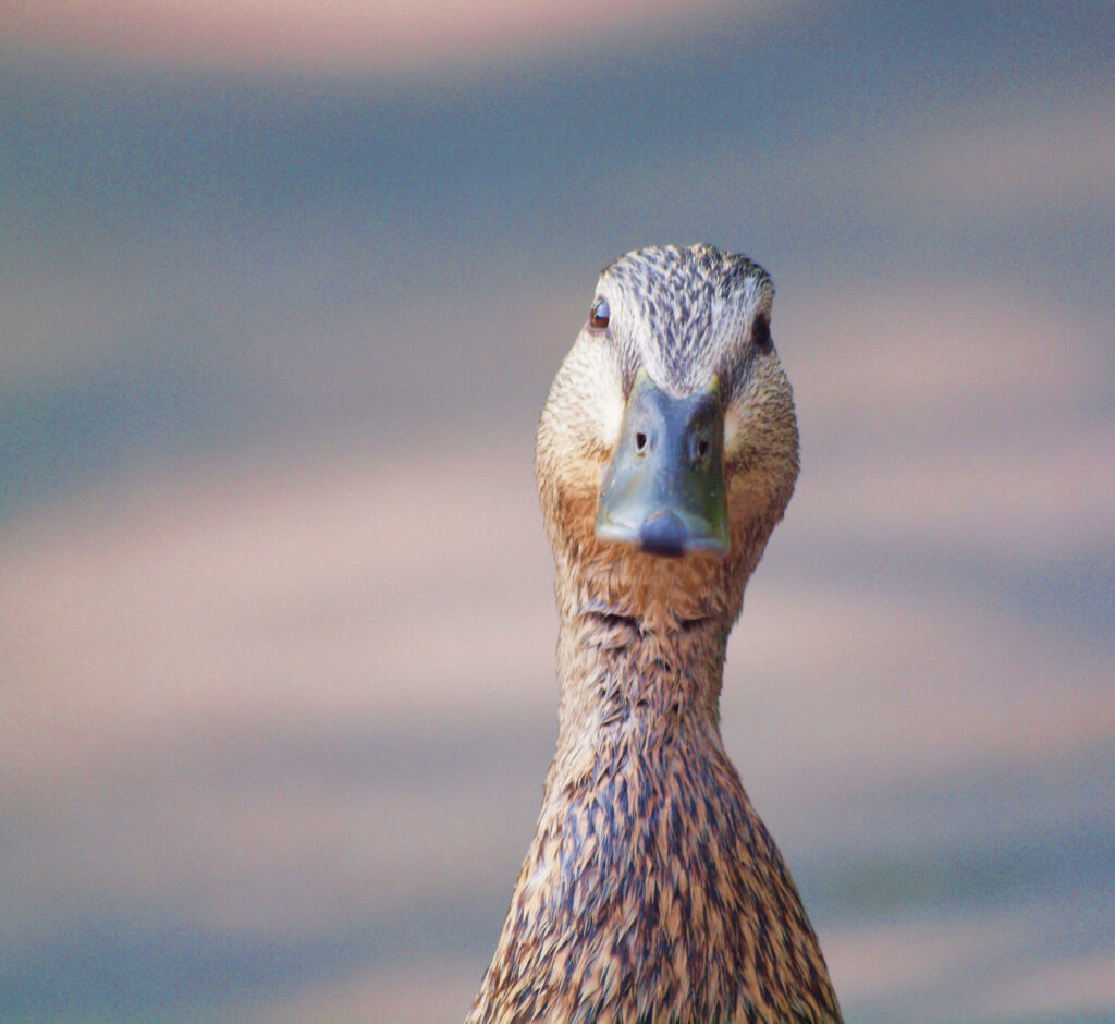 Curious Duck Close-Up Wallpaper: Blurred Background Focus