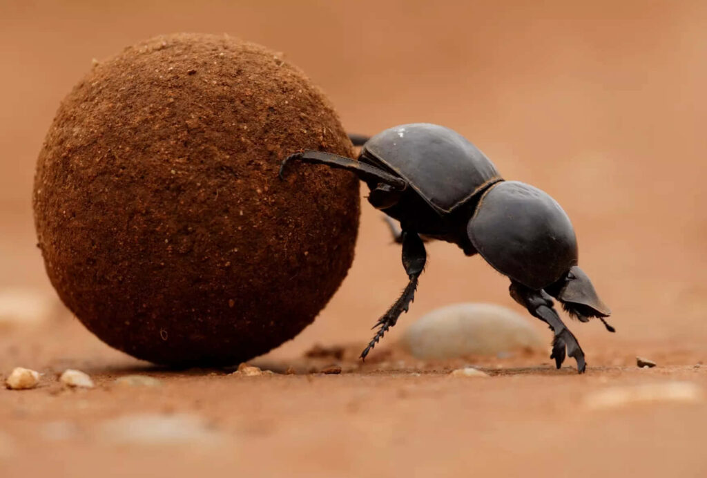 Close-up of dung beetle rolling a round ball on textured soil with shiny black exoskeleton wallpaper