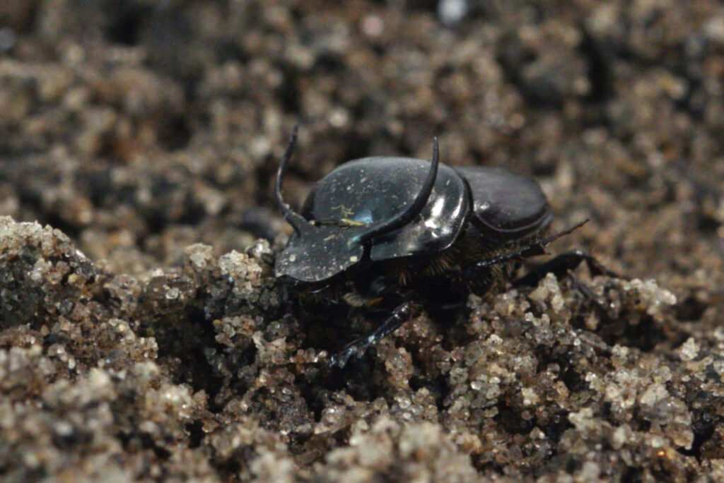 Close-up of shiny black dung beetle with horns on textured soil natural habitat background Wallpaper