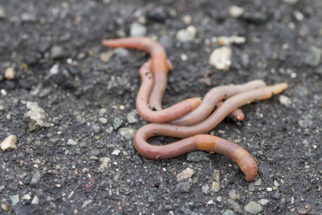 Close-up of pinkish-brown earthworms crawling on textured asphalt nature wallpaper background