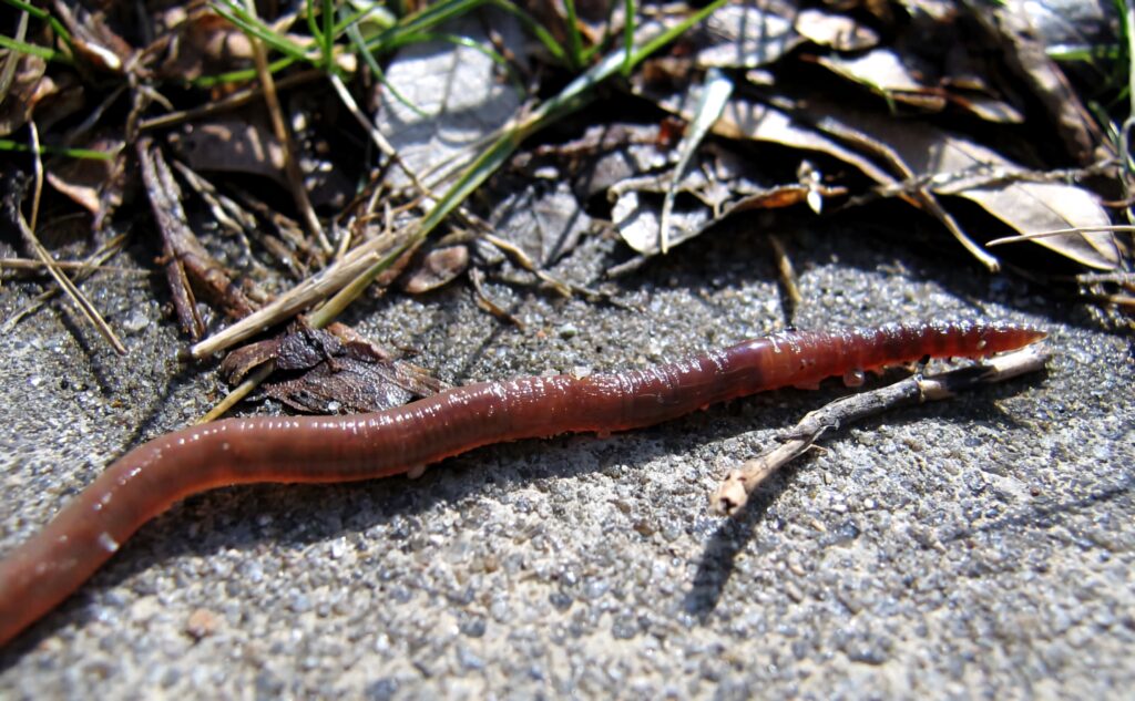 Close-up of moist earthworm on rough concrete with green grass and natural debris background Wallpaper