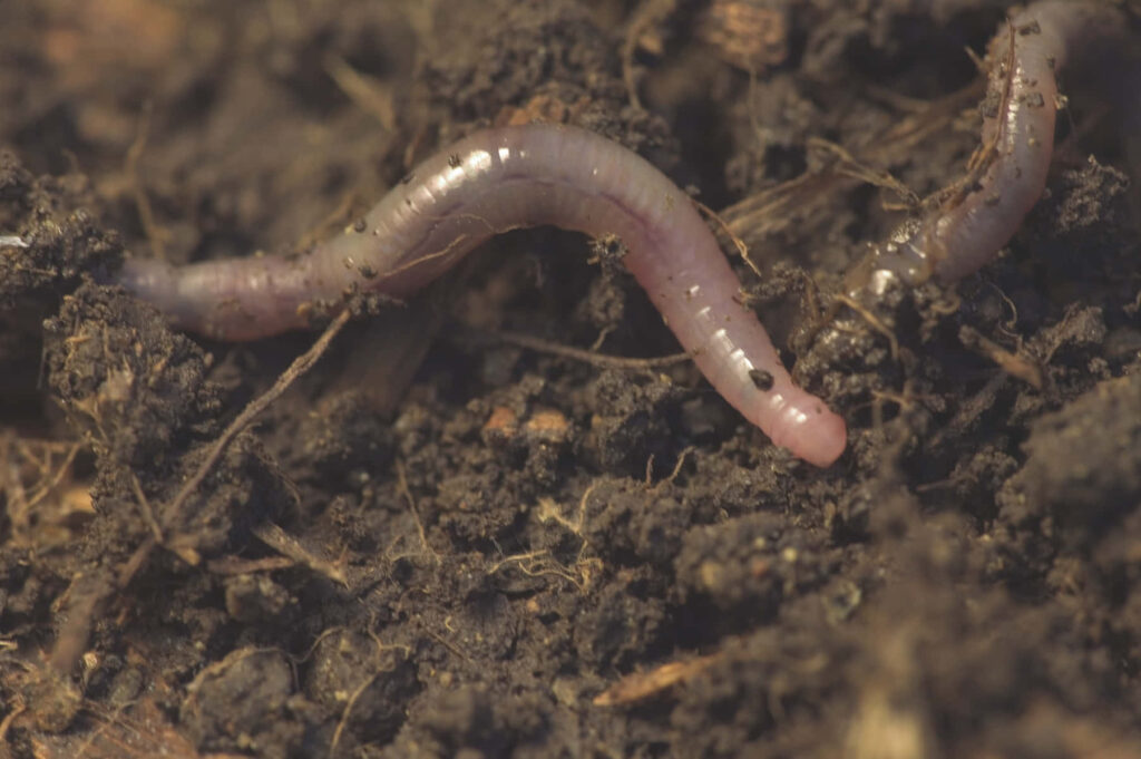 Close-up of earthworm crawling through rich dark soil with detailed earthy textures wallpaper