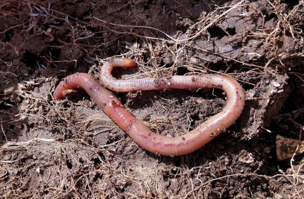 Close-up of earthworm on moist soil showing segmented body and rich earthy texture wallpaper