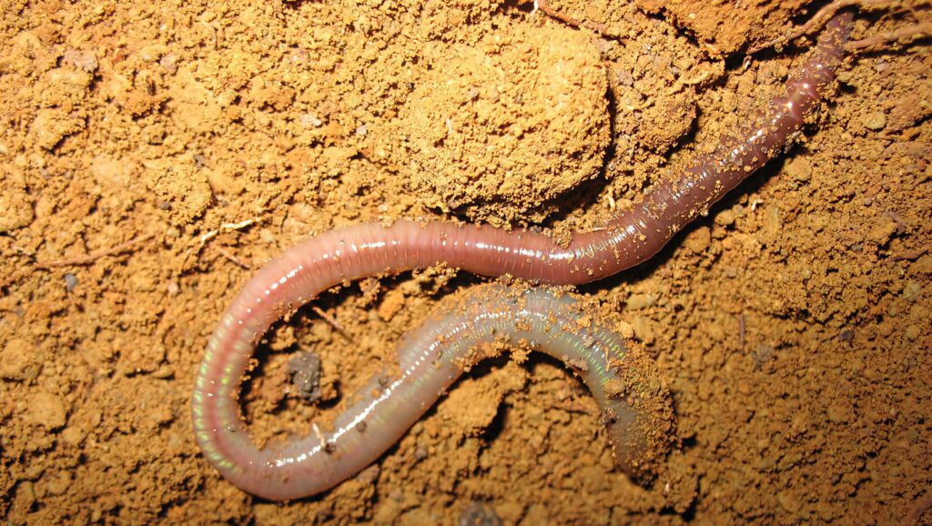 Close-up of a pink earthworm crawling on textured rich soil natural habitat wallpaper background