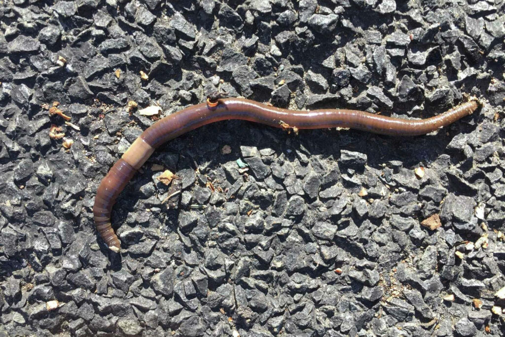 Close-up of a glistening brown earthworm on rough dark asphalt with gray textured stones background Wallpaper