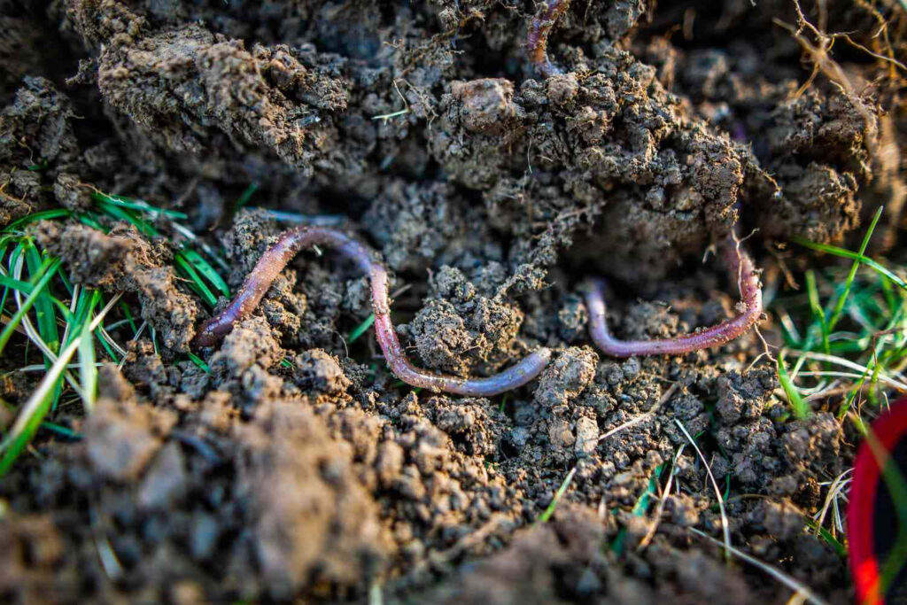 Close-up of earthworms burrowing in dark soil with green grass showcasing healthy ecosystem textures Wallpaper