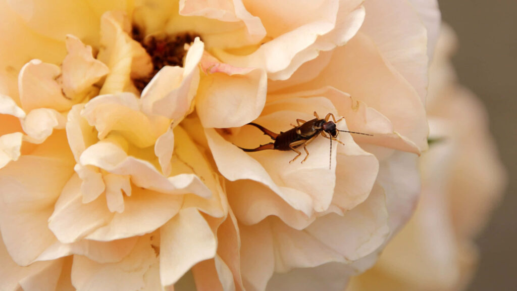 Close-up of dark earwig on soft pale rose petals showcasing insect and flower details wallpaper