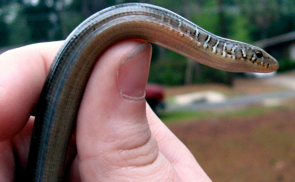 Stunning Close-Up of Eastern Glass Lizard - Nature Wallpaper Background