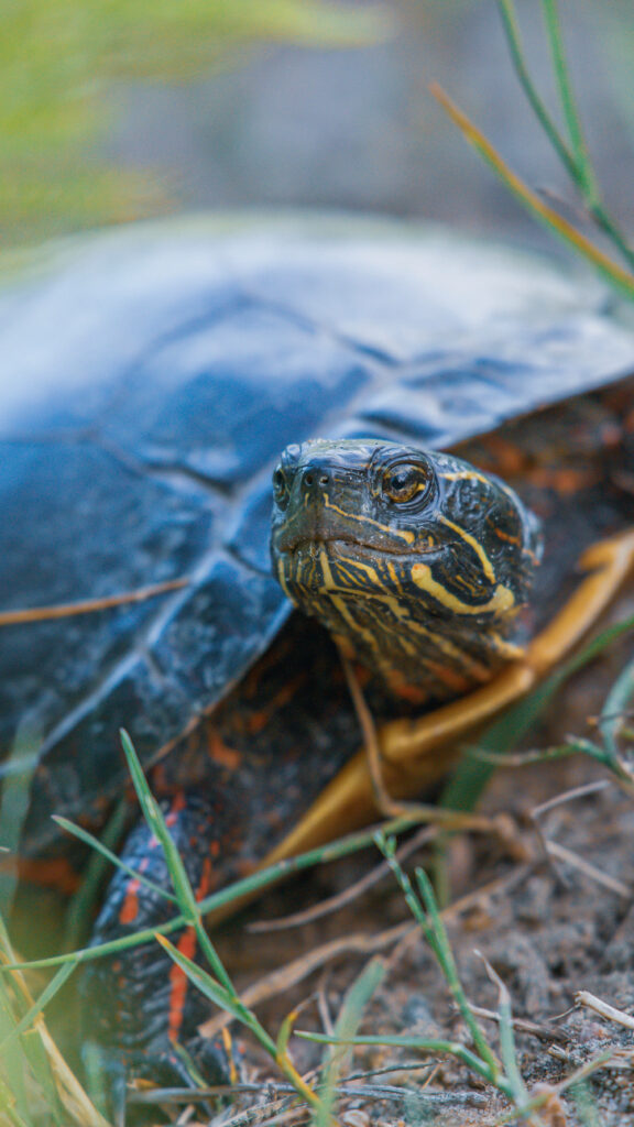 Close-Up of Eastern Painted Turtle in Lush Greenery - Serene Habitat Wallpaper