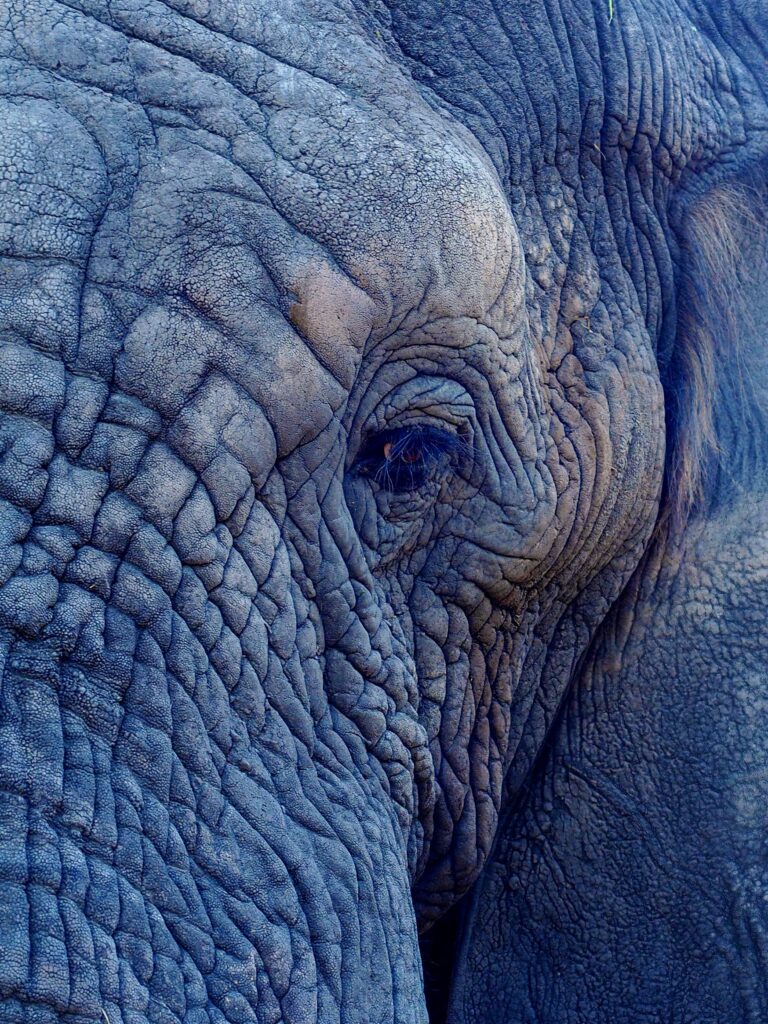 Close-Up Elephant Wallpaper: Intricate Skin Details & Wise Expression