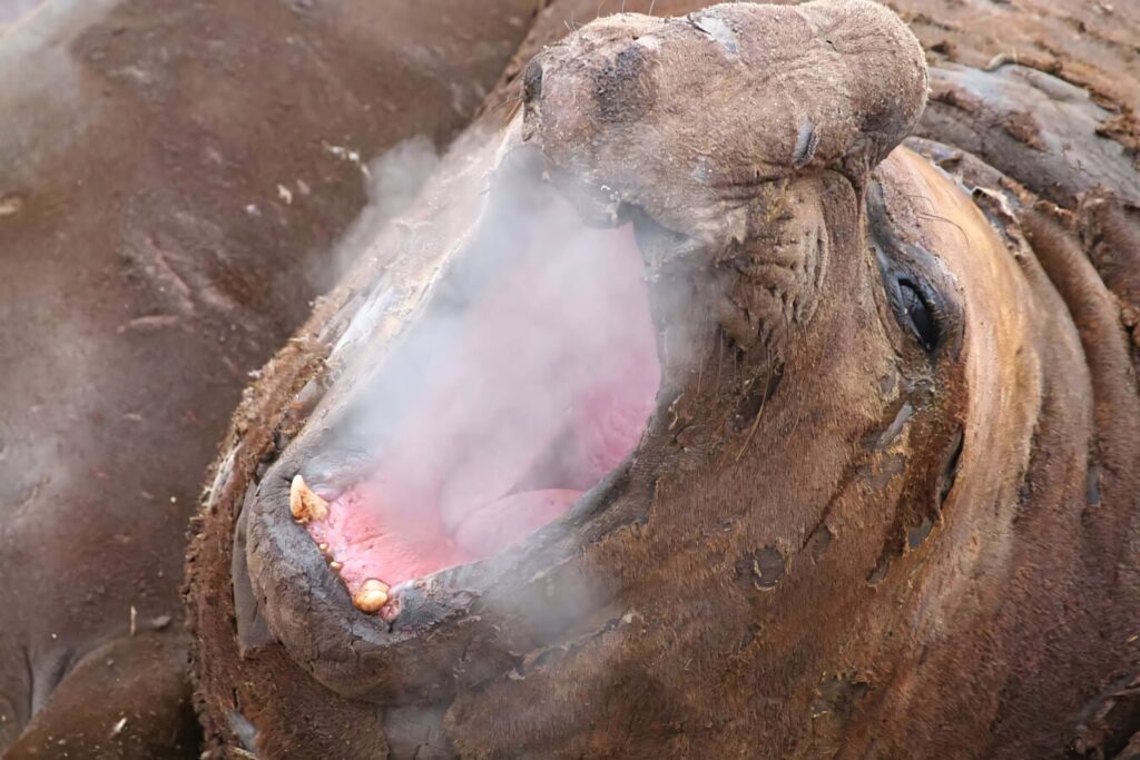 Close-up of elephant seal with open mouth exhaling steam showing rough brown skin texture Wallpaper