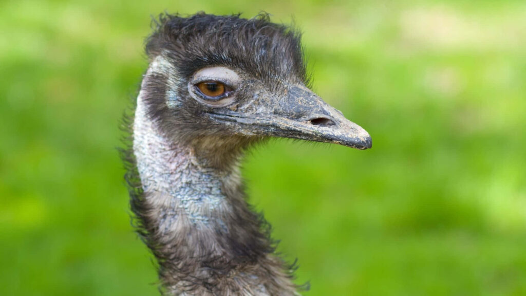 Close-up portrait of emu with textured feathers and expressive eye on vibrant green background wallpaper