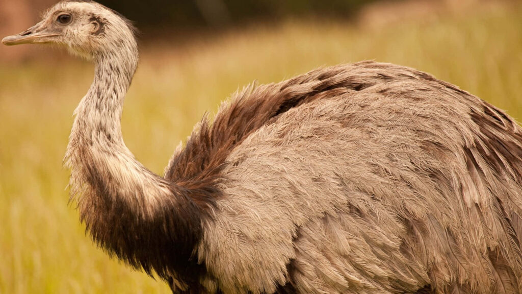 Close-up of emu with detailed brown gray feathers in natural grassy plains warm earthy tones wallpaper