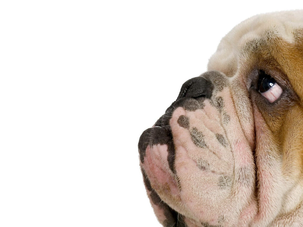 English Bulldog Close-Up Wallpaper: Expressive Face & Droopy Eyes