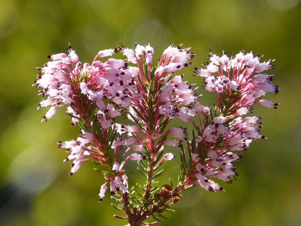 Close-Up of Erica Multiflora Wildflower with Pink Blossoms Background Wallpaper