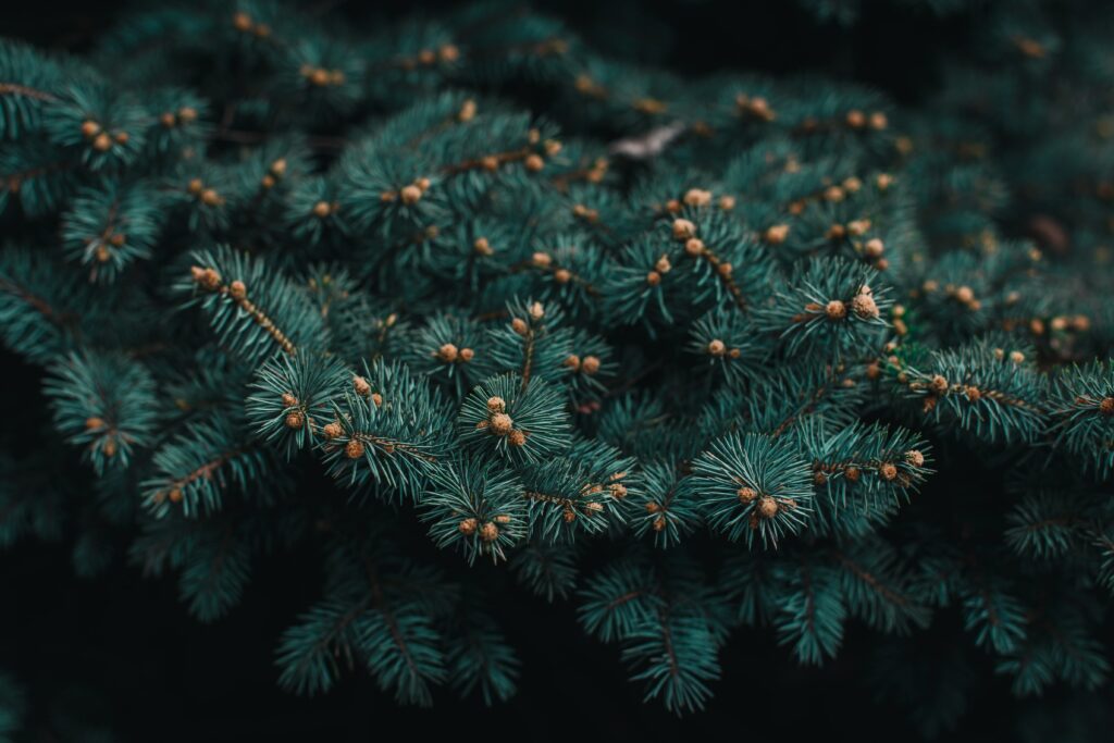 Close-Up Evergreen Tree Branch Wallpaper: Vibrant Needles & Cones