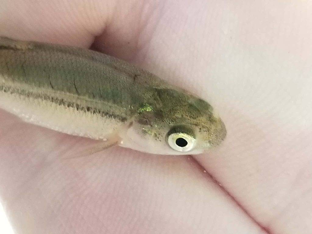 Close-up of Fathead minnow with olive-brown scales resting in human hand soft natural light Wallpaper