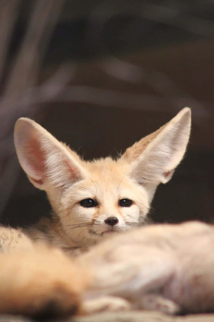 Fennec Fox Close-Up: Majestic Ears & Sandy Fur Wallpaper