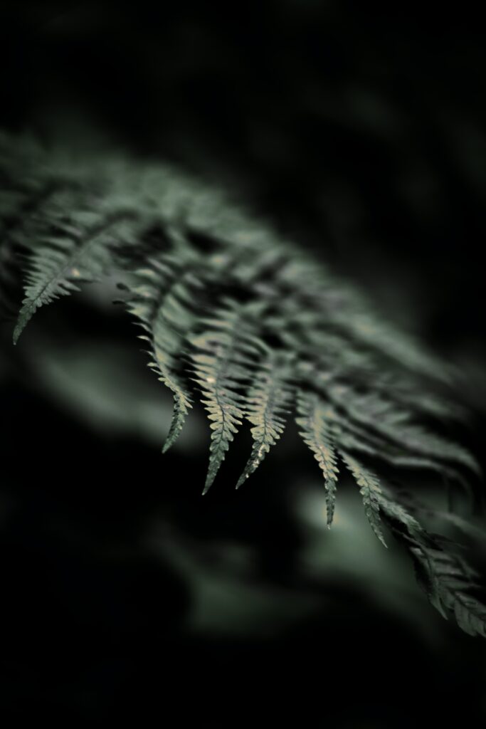 Intricate Fern Leaf Close-Up Wallpaper with Soft Focus Background