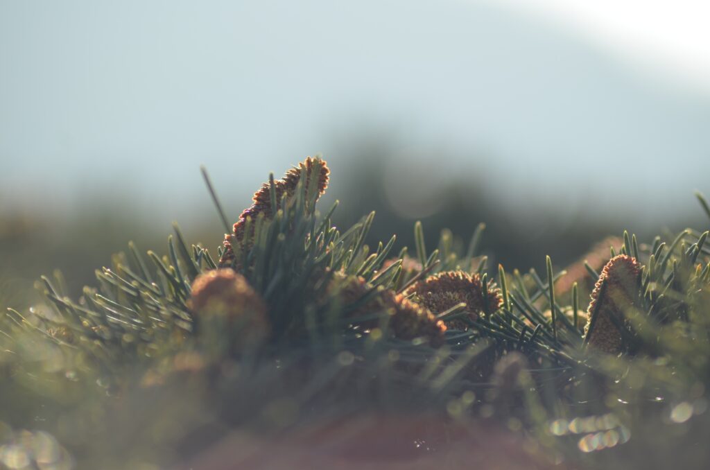 Close up of fir needles and cones in soft natural light with blurred background wallpaper