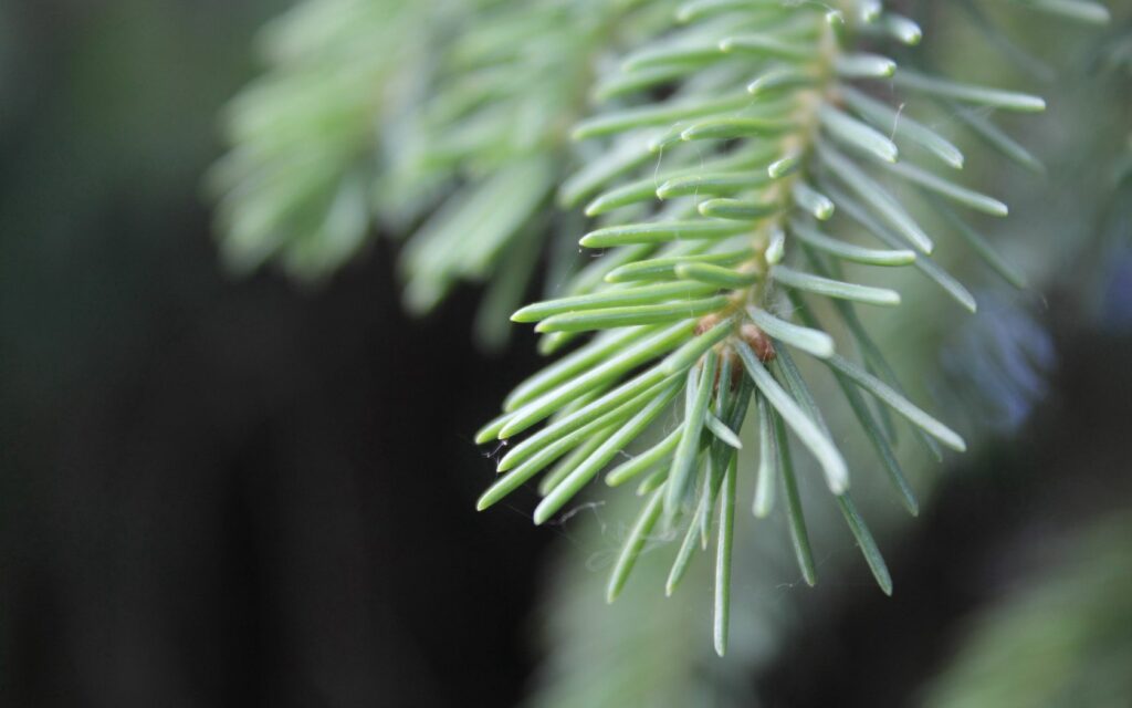 Close-up of fir tree branch with green needles and web strands soft nature background wallpaper