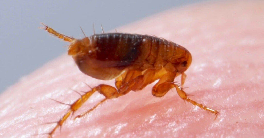 Close-Up of Flea Feeding on Skin: Intricate Details & Colors Wallpaper