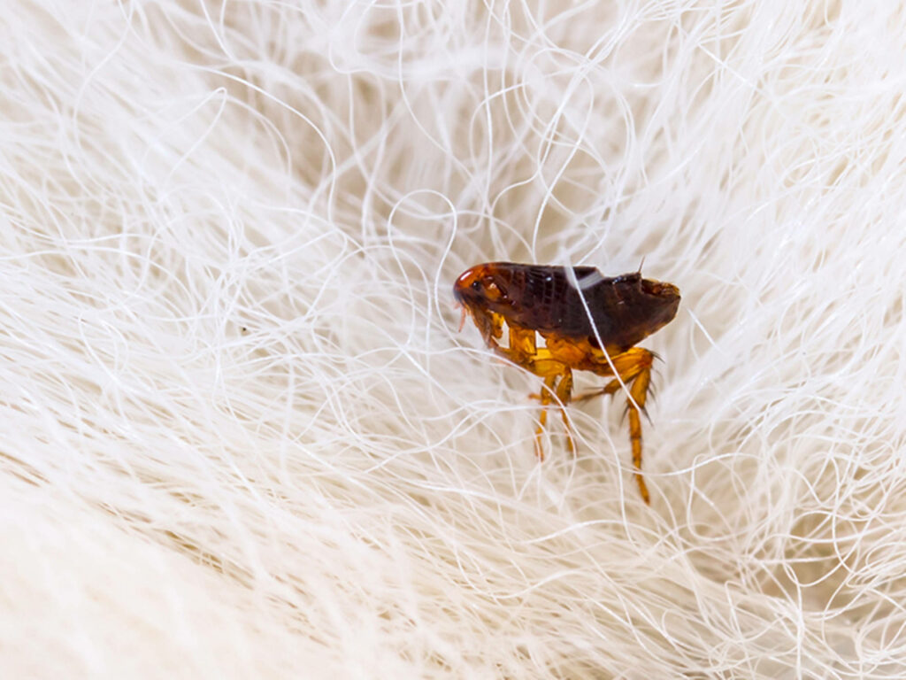 Close-Up Flea in Animal Fur: Intricate Textures Wallpaper Background