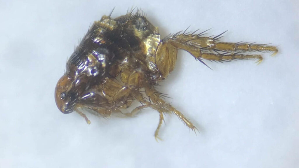 Close-Up of Flea on Dead Animal: Intricate Details & Textures Wallpaper