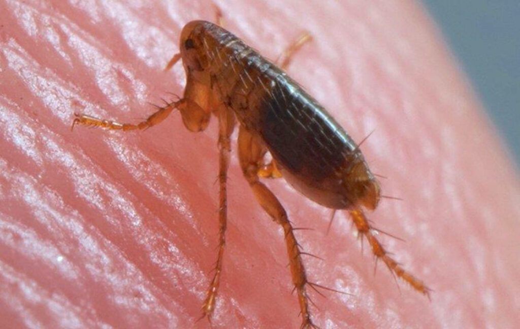Close-Up of a Flea on Human Skin: Detailed Insect Adaptation Wallpaper