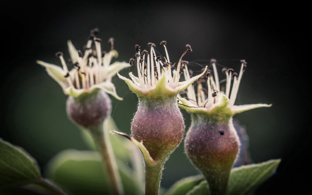Close-Up Flower Buds Wallpaper: Textured Nature Background