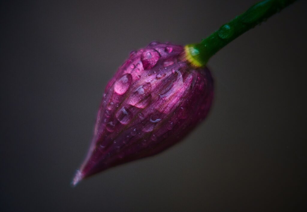 Delicate Flower Bud with Water Droplets - Dark Wallpaper Background