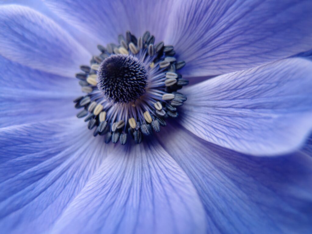 Close-Up Flower Wallpaper: Delicate Petals & Intricate Pollen Details