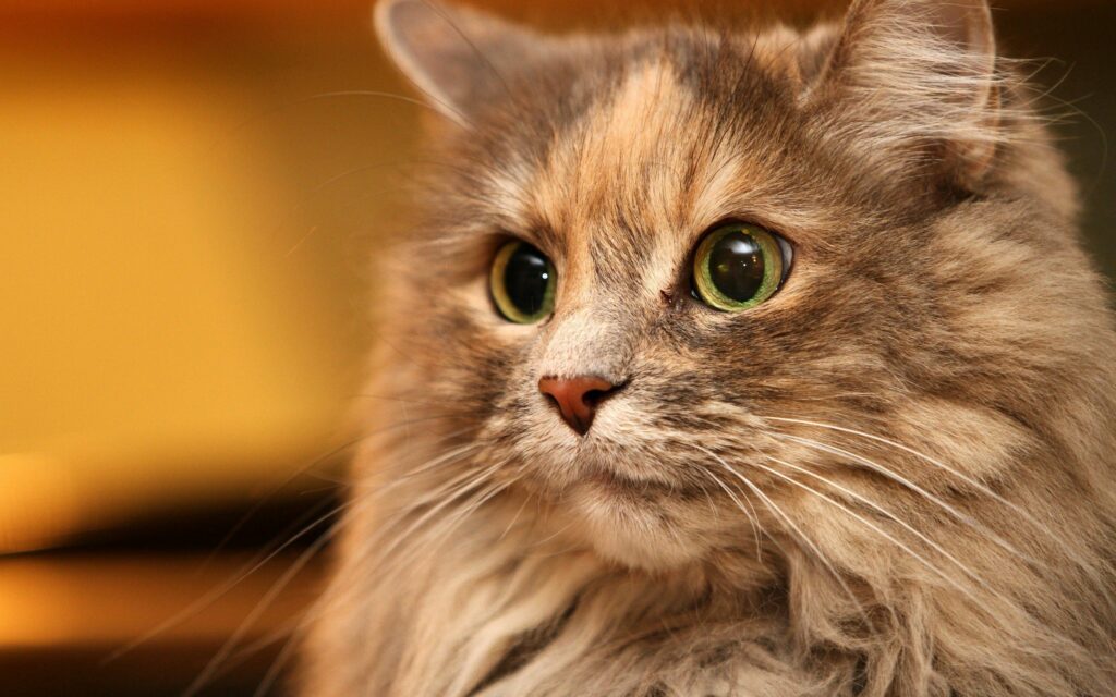 Fluffy Cat Close-Up Wallpaper: Charming Feline with Bright Eyes