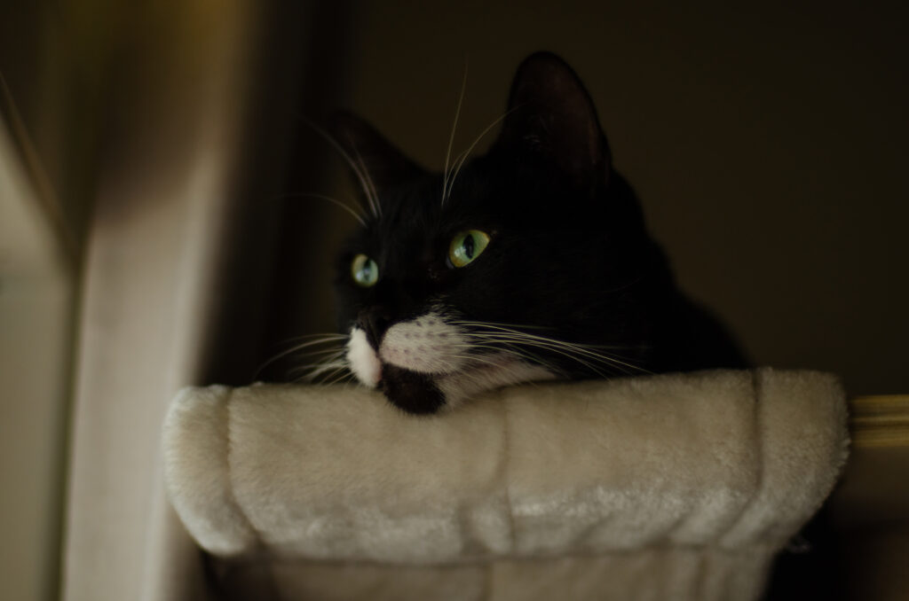 Close-Up of a Fluffy Cat with Striking Eyes - Cozy Wallpaper